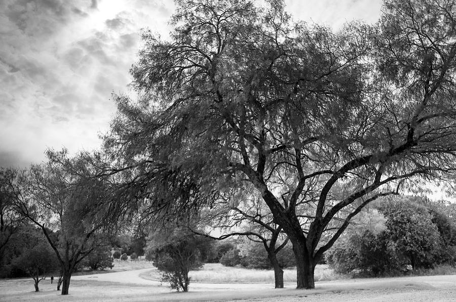 Tree Photograph - A tree grows into an evening sky by Ellie Teramoto