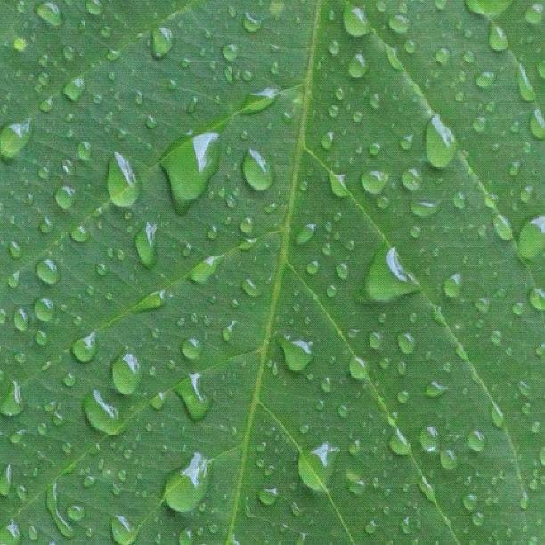 Nature Photograph - A Tree Leaf Under The Rain, By My Lens by Ahmed Oujan