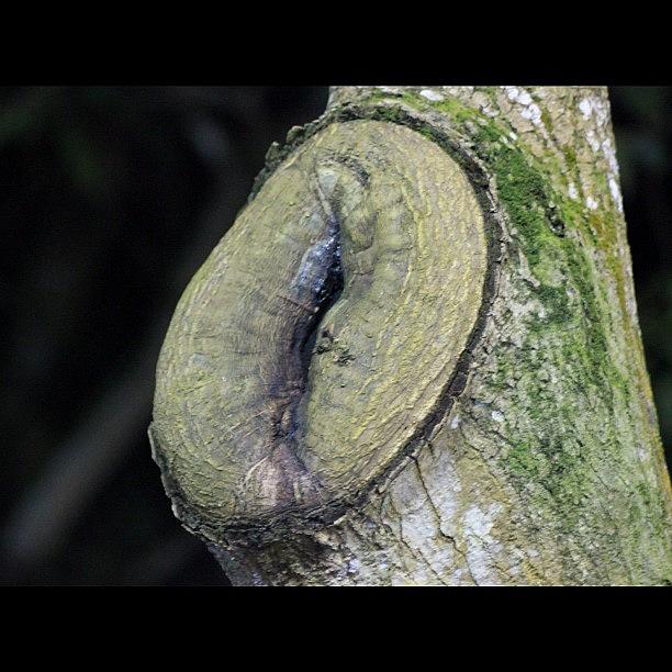 Nature Photograph - A Tree Log After Years Of Being Cut by Ahmed Oujan