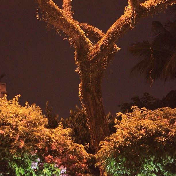 Nature Photograph - A Tree Lonely At Night, By My Lens by Ahmed Oujan