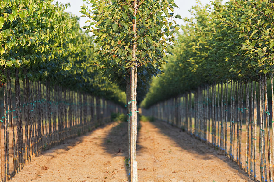 A Tree Nursery. Rows Of Young Sapling Photograph by Bryan Mullennix