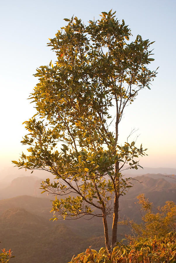 A tree outlined by the rays of the setting sun at Pachmarhi Photograph by Ashish Agarwal