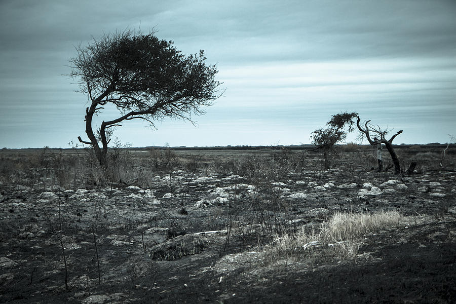 A tree survived the Texas drought Photograph by Ellie Teramoto