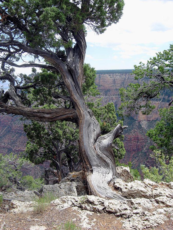 Grand Canyon National Park Photograph - A Tree With A View by Mitch Hino