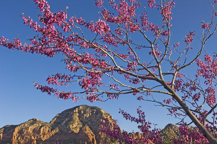 Desert Photograph - A Tree With Pink Blossoms In Red Rock by Axiom Photographic