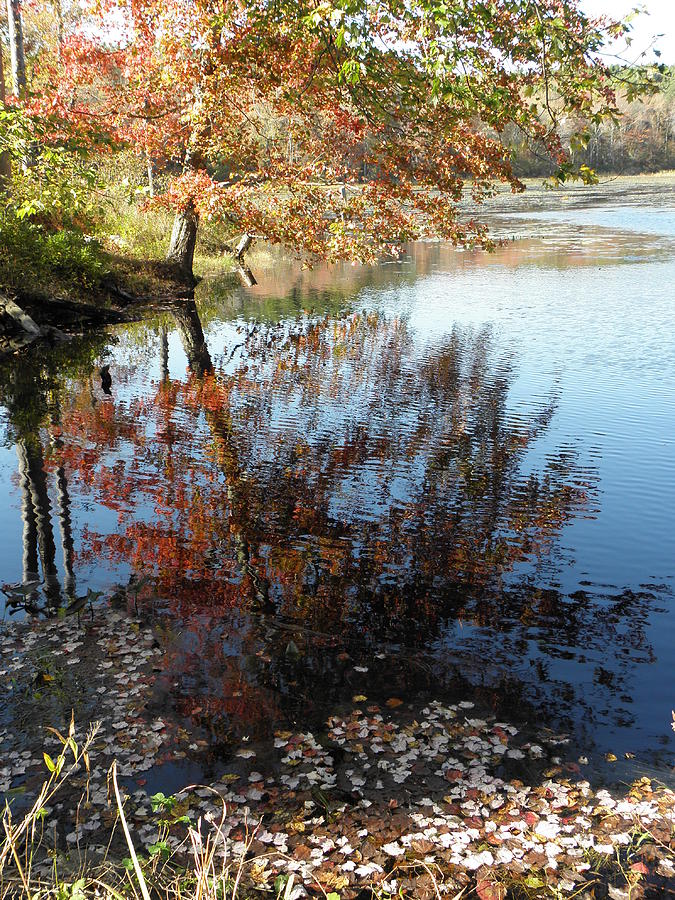 A Trees Reflection And Fallen Leaves  Photograph by Kim Galluzzo Wozniak