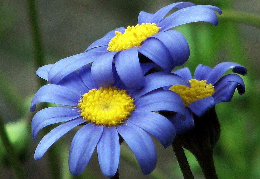 Flower Photograph - A Trio in Blue by Chris Anderson