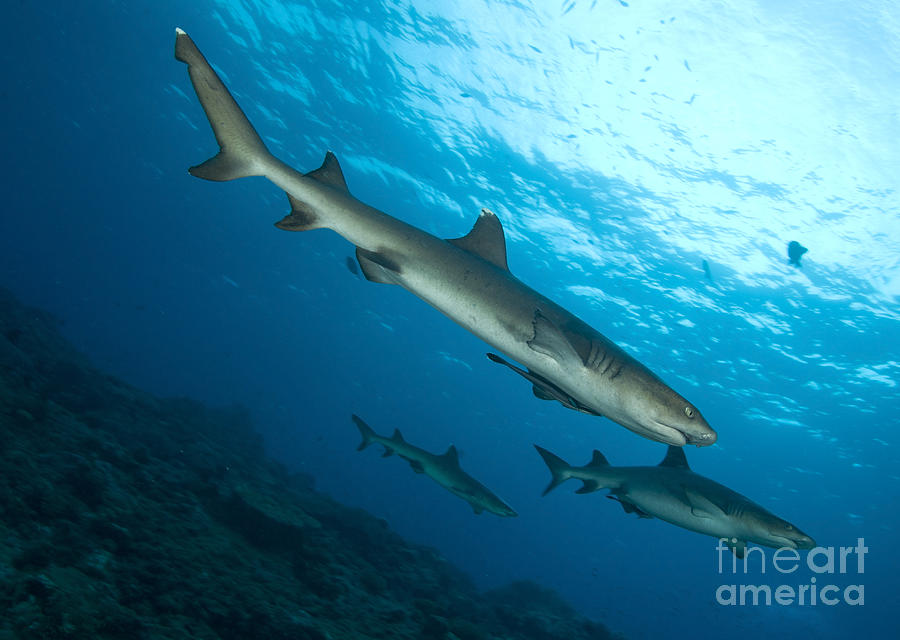 A Trio Of Whitetip Reef Sharks, Kimbe Photograph by Steve Jones