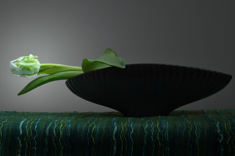 A Tulip Still Life. Photograph by Terence Davis