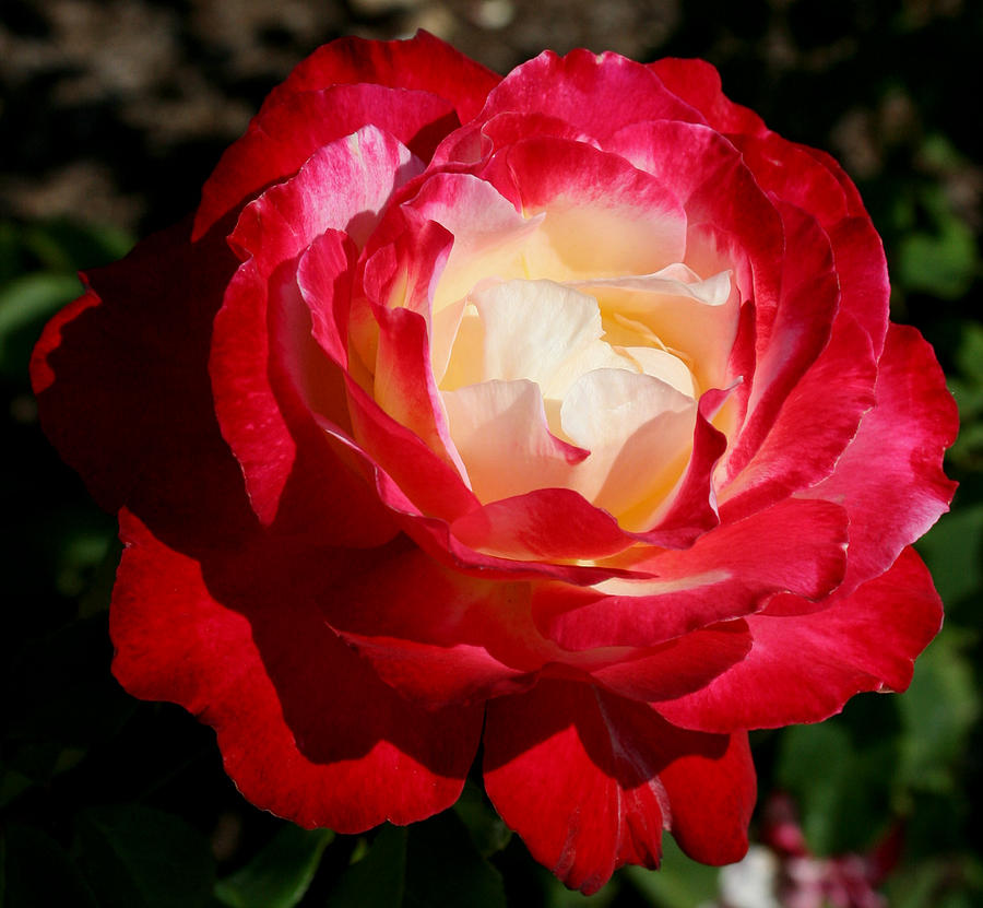 A Unique Rose Photograph by Karen Harrison Brown