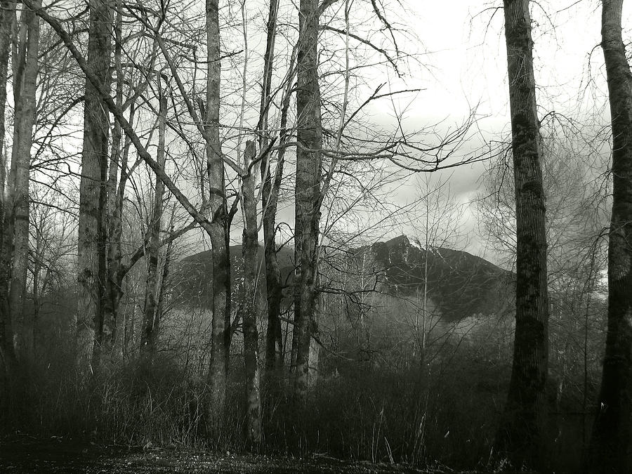A View through the Trees BW Photograph by Kathleen Grace