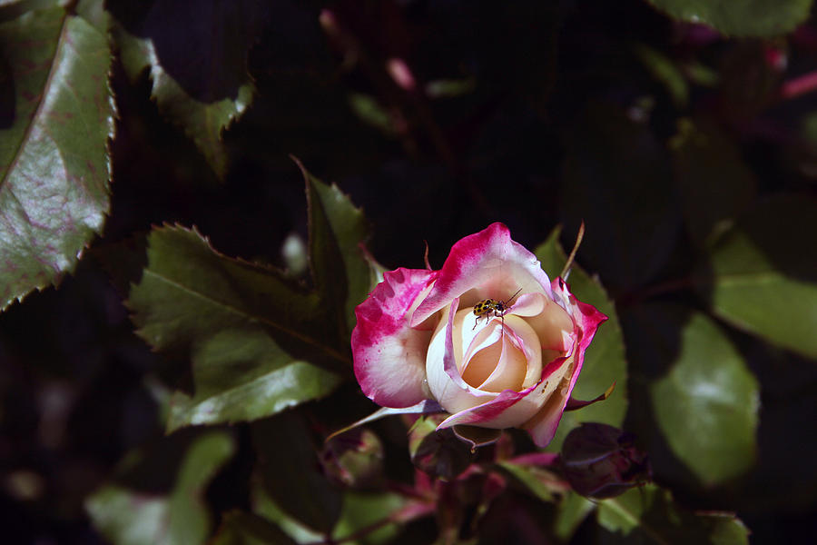 Rose Photograph - A Visitor by Gerald Mitchell
