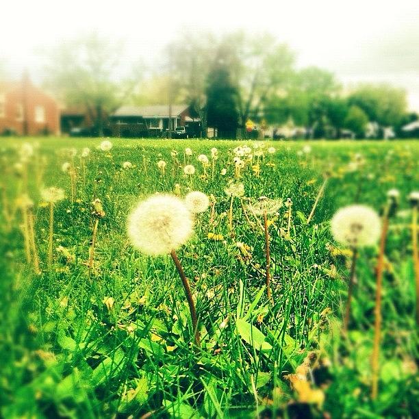Instagram Photograph - A #walk In The #park Make A #wish by Stacy Stylianou