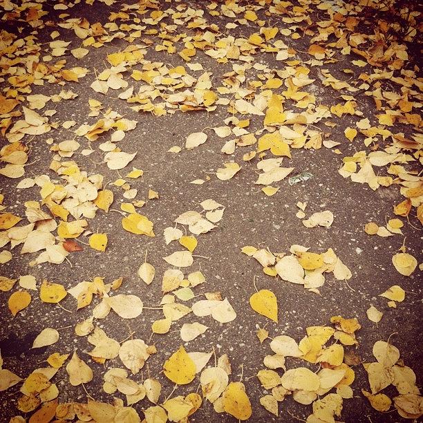 A Walk Through The Fallen Leaves. I Photograph by Michelle Myhill