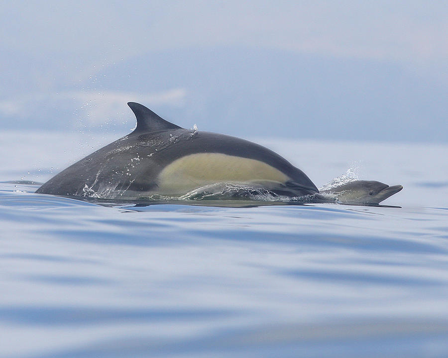 Dolphin Photograph - A Watchful Mother by Steve Munch