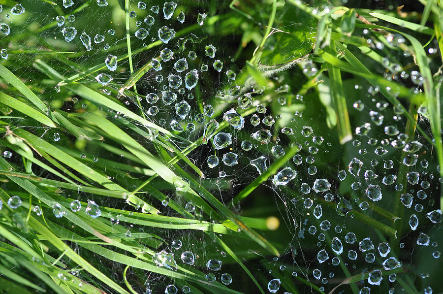 A Web of Raindrops Photograph by Ronda Broatch