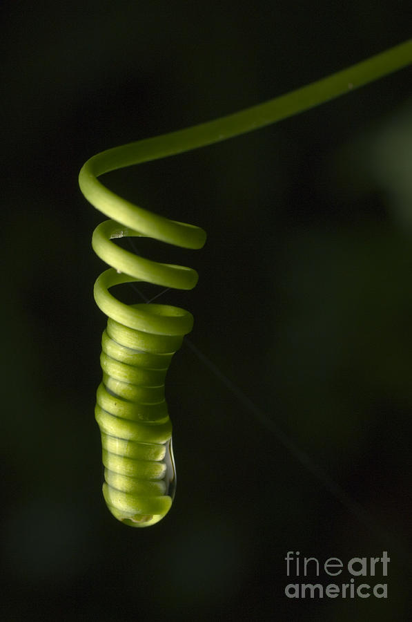 Plant Photograph - A Weed Unfolding Its Tendril by Raul Gonzalez Perez