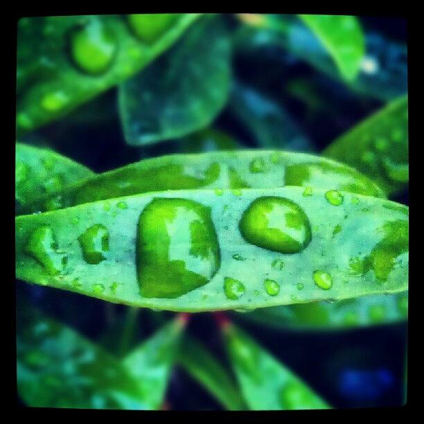 Summer Photograph - A Wet Leaf From This Morning! by Percy Bohannon
