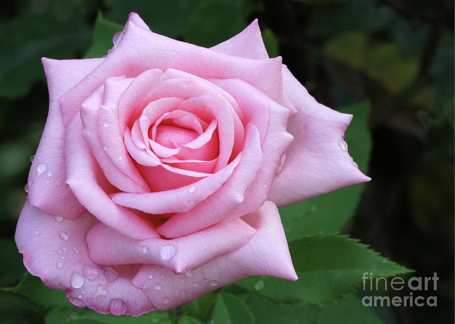 Rose Photograph - A Wet Pink Rose by Sabrina L Ryan