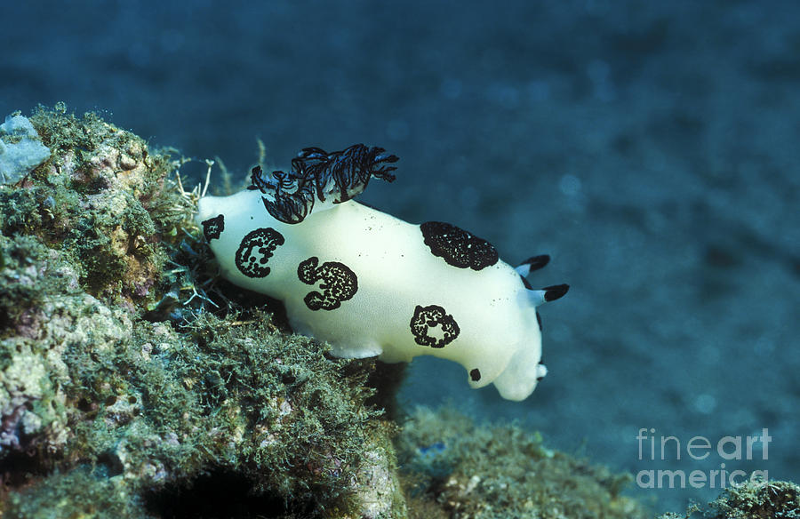 A White Colored Nudibranch With Black Photograph by Michael Wood