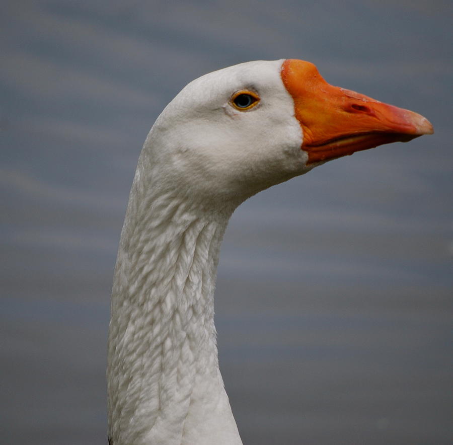 A White Ducks Close Up Photograph by Michelle Cruz - Fine Art America