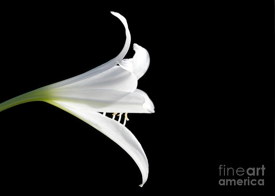 A White Lily Photograph by Sabrina L Ryan