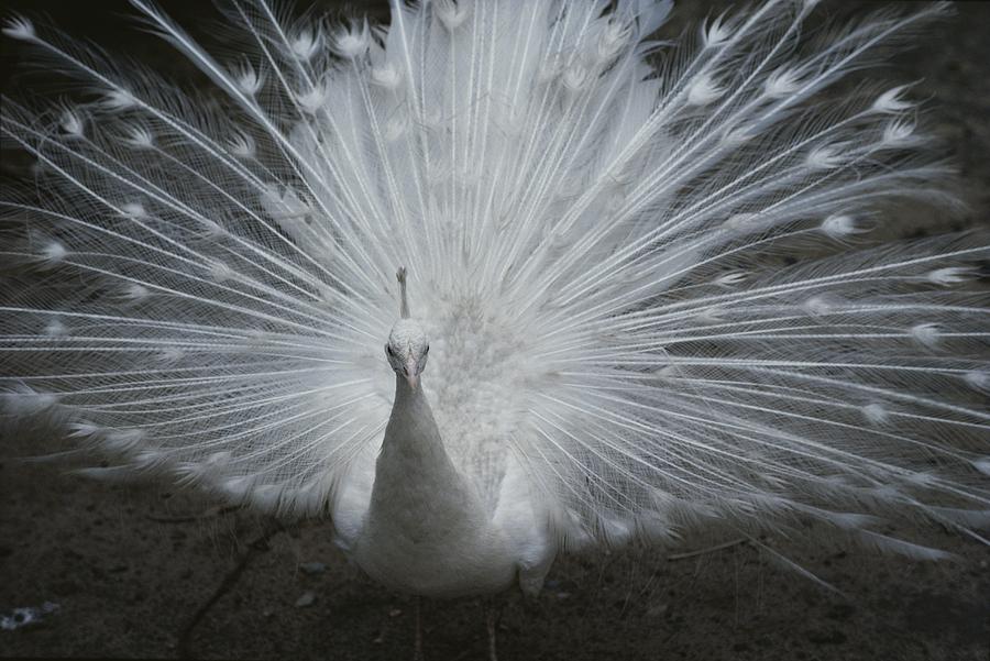 A White, Or Albino, Peacock Photograph by Paul Damien