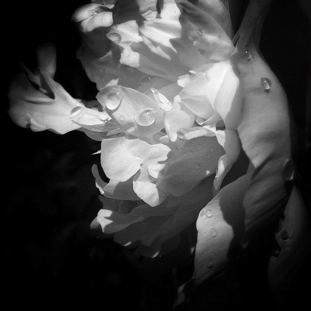 Flowers Still Life Photograph - A White Peony From My Garden by Karyn Teno