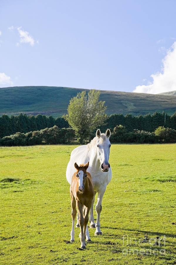 A white roan mare with her chestnut foal in a paddock Photograph by ...