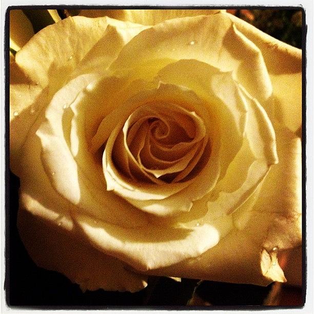 Rose Photograph - A #white #rose For A Job Well Done by Angela Davis