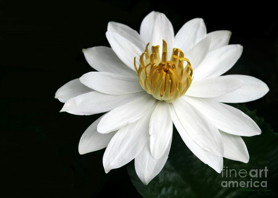 A White Water Lily Photograph by Sabrina L Ryan