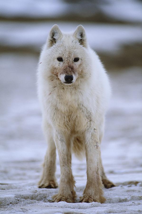 A White Wolf Canis Lupus Arctos Photograph by Paul Nicklen