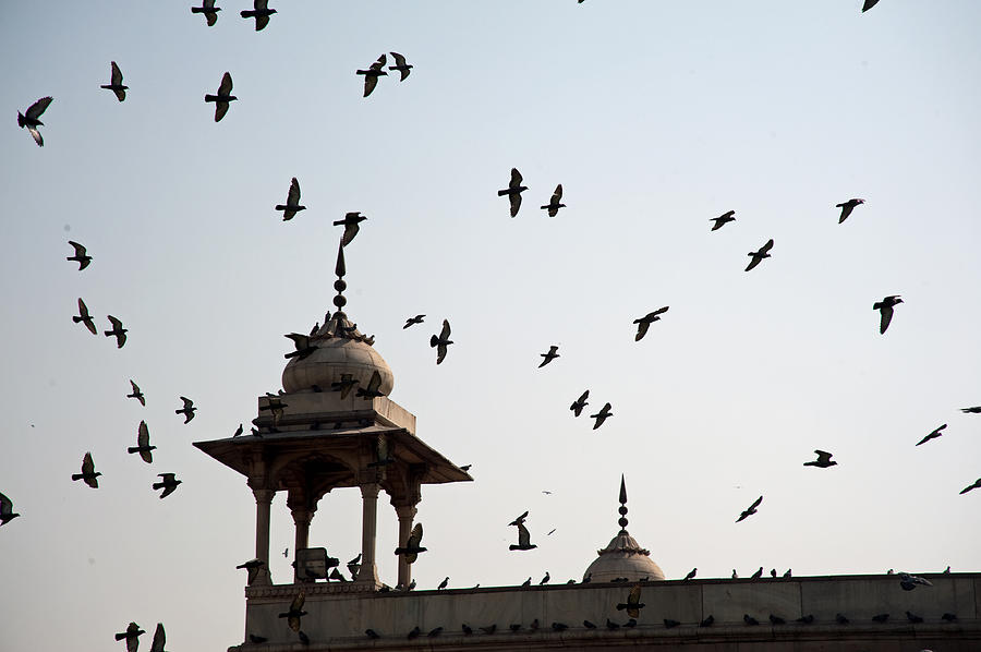 A whole flock of pigeons on the top of the ramparts of the Red Fort in New Delhi Photograph by Ashish Agarwal