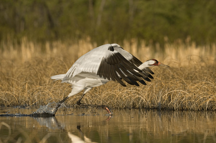 A Whooping Crane Female Flying Photograph by Klaus Nigge