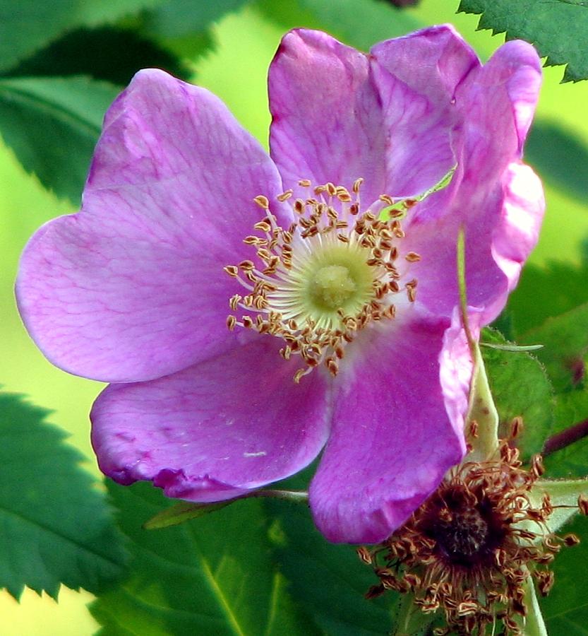 A Wild Rose Photograph by Chris Anderson