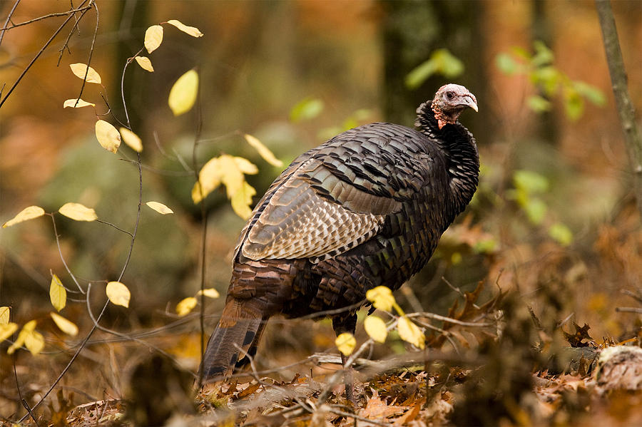 A Wild Turkey Hen In The Woods Photograph by Tim Laman