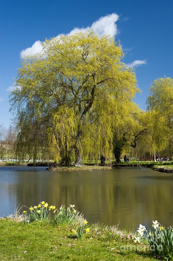 Garden Photograph - A Willow in Spring by Donald Davis