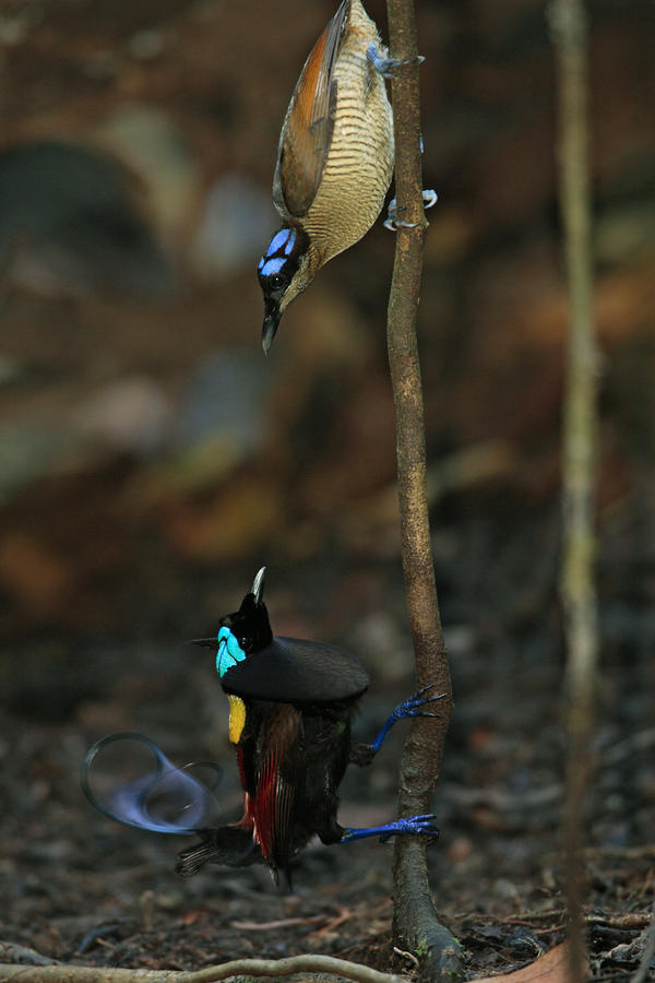 A Wilsons Bird Of Paradise Adult Male Photograph by Tim Laman