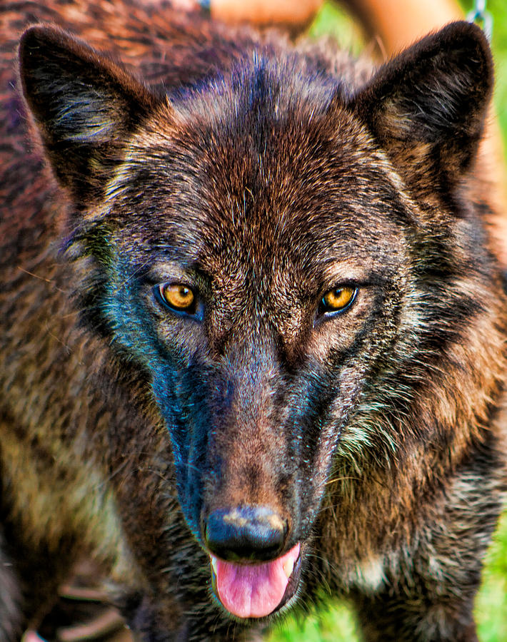 A Wolf Named Dharma Photograph by Scott Wood