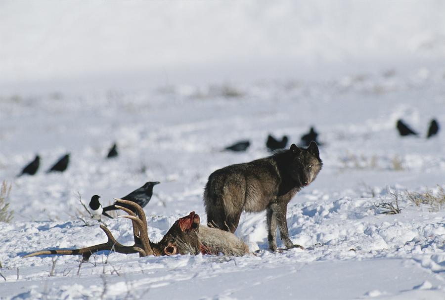 A Wolf Tries To Keep Ravens Photograph by Tom Murphy