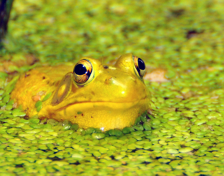 Frog Photograph - A Yellow Bullfrog by Paul Ward