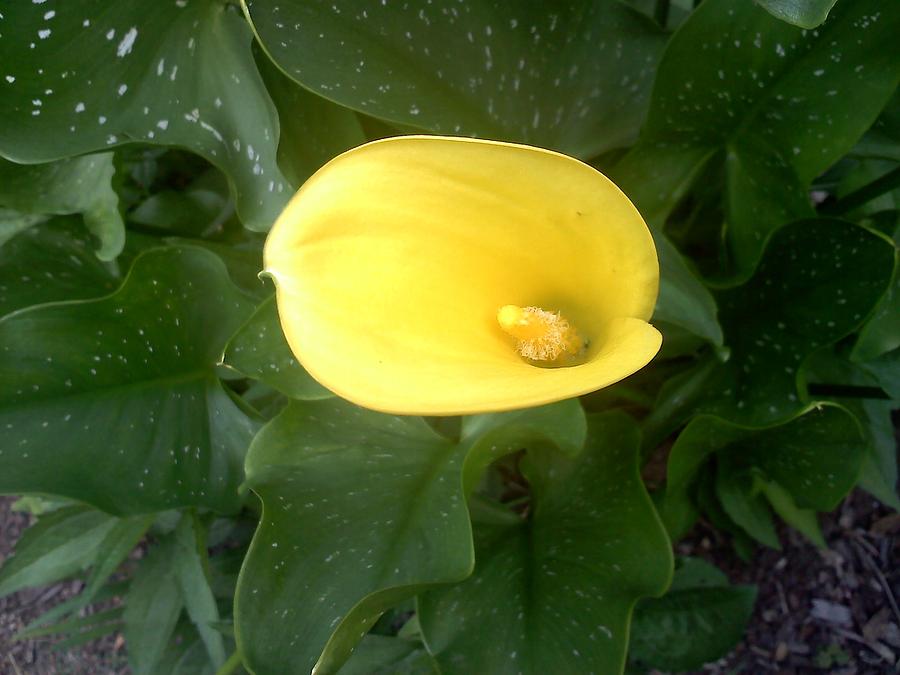 A Yellow Calla Lily Photograph by Chad and Stacey Hall