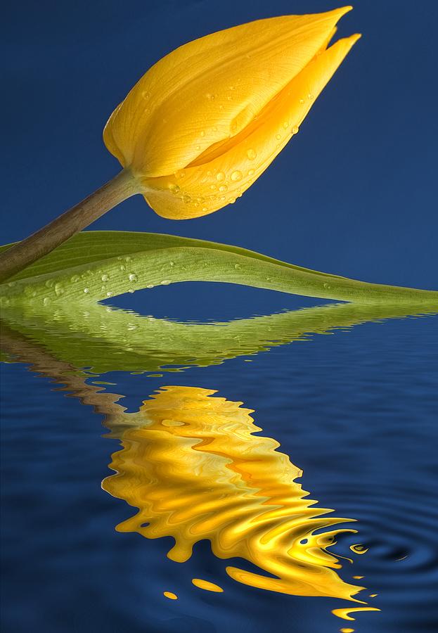 A Yellow Flower Reflected In Water Photograph by John Short
