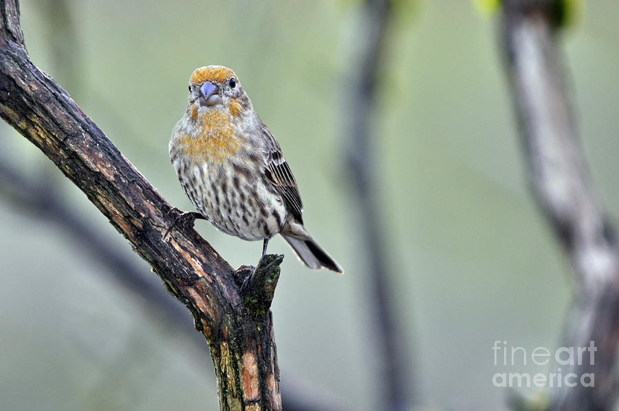 A Yellow House Finch Photograph by Laura Mountainspring