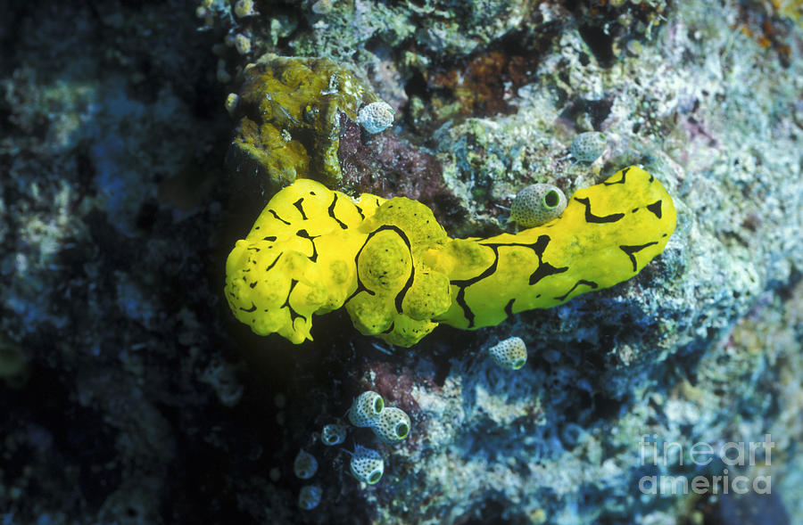 A Yellow Nudibranch Crawling Photograph by Michael Wood