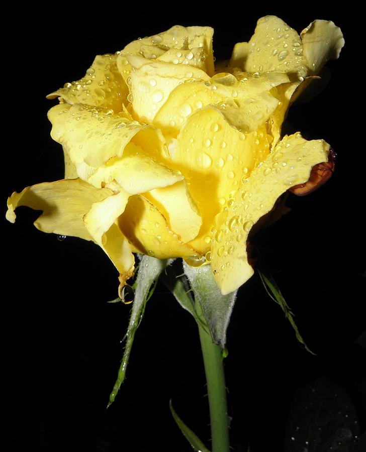 A Yellow Rose For You Photograph by Kim Galluzzo