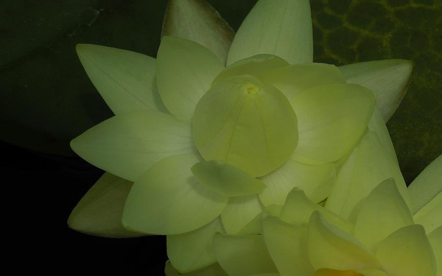 A Yellow Water Lily Photograph by Chad and Stacey Hall
