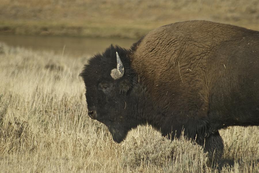 Yellowstone National Park Photograph - A Yellowstone Bison 9615 by Michael Peychich