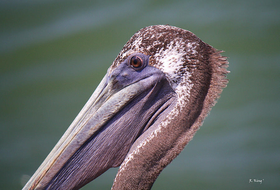 Feather Photograph - A Young Brown Pelican by Roena King
