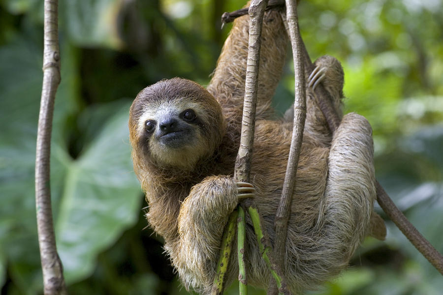 A Young Brown Throated Three Toed Sloth Photograph By Roy Toft
